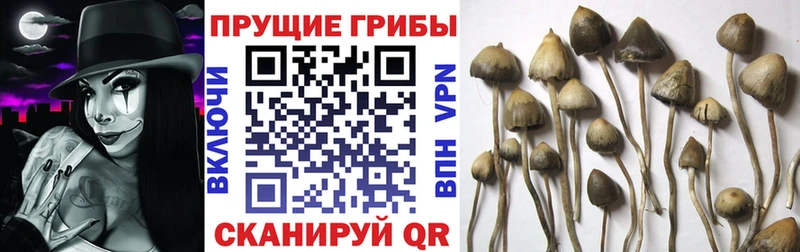 Псилоцибиновые грибы ЛСД мега как войти Купино